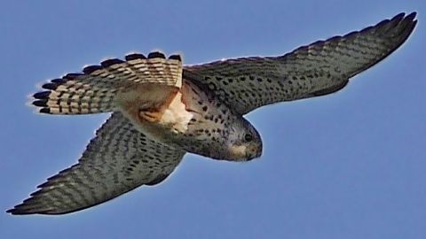 Kestrel Hovering - Birds Flying in Slow Motion
